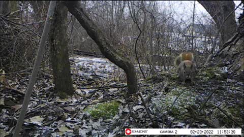 Backyard Trail Cam - Can Red Squirrels Fly?