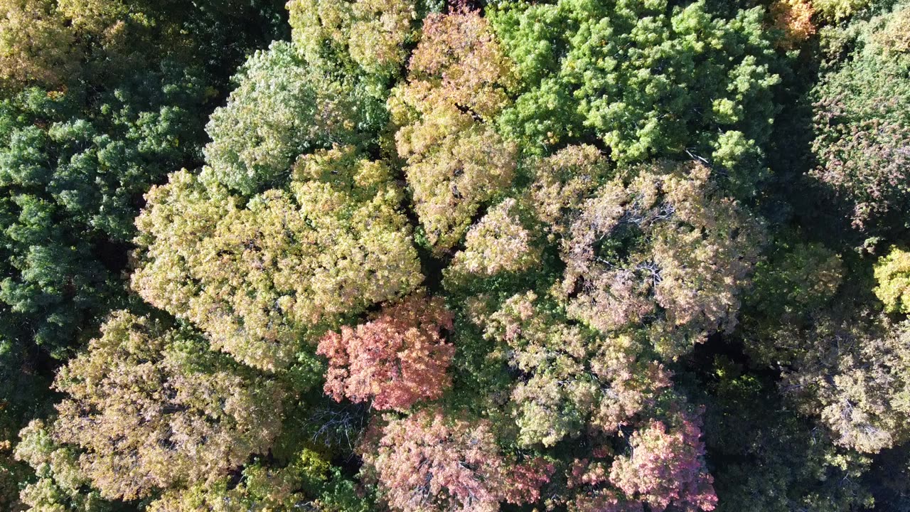 Michigan Fall Colors from a Drone