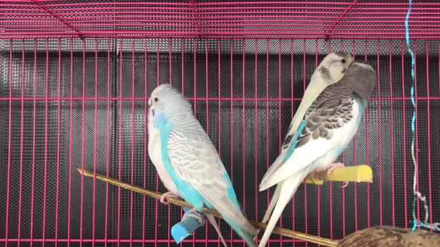 beautiful birds singing (13)