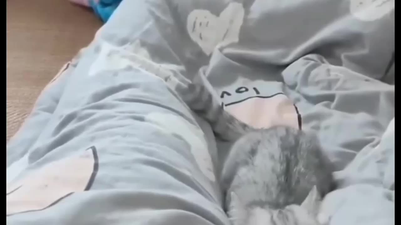 Funny Animals