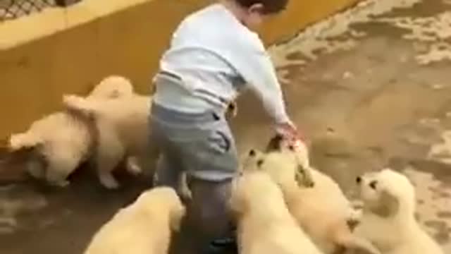 A small child plays with small Adash sweet dogs