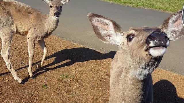 Small deer looking for a snack.