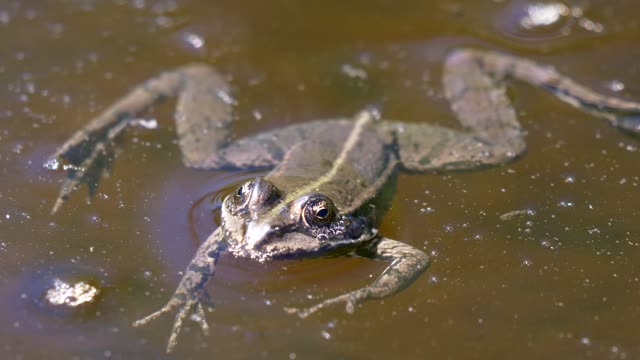 Frog - 85649