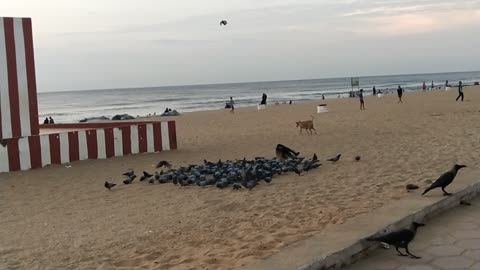 Birds flying at a beach in India