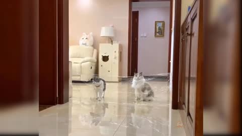 Cat funny jump video.