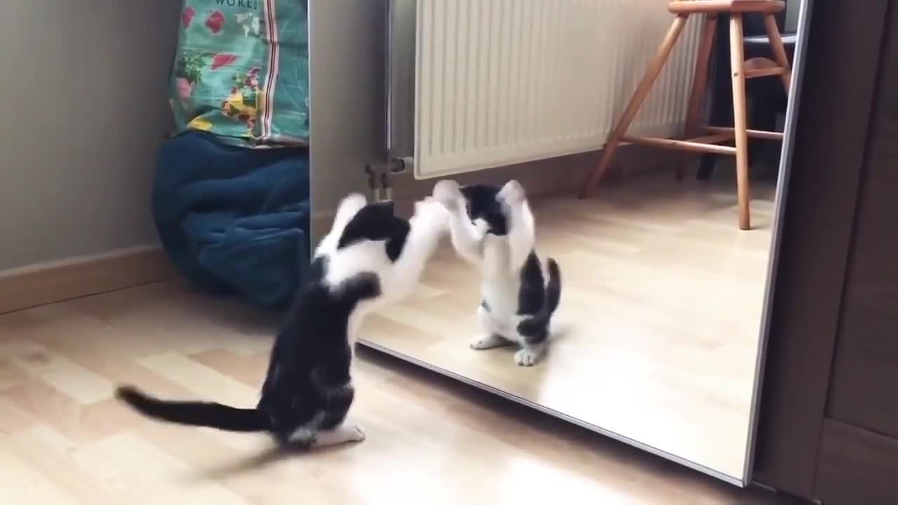 Funny Cat And mirror Video