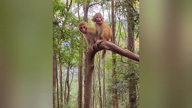 Two little monkeys relaxing on the tree 😂🐒