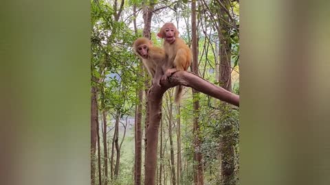 Two little monkeys relaxing on the tree 😂🐒