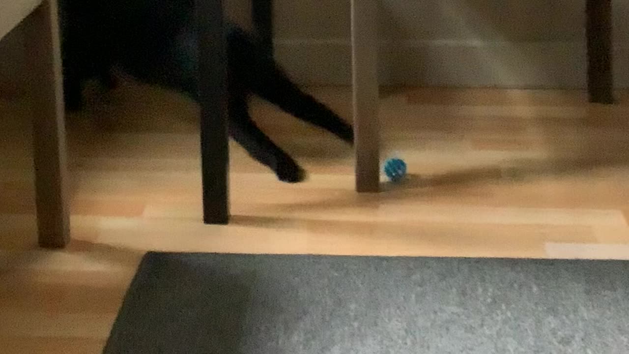 Kitty play