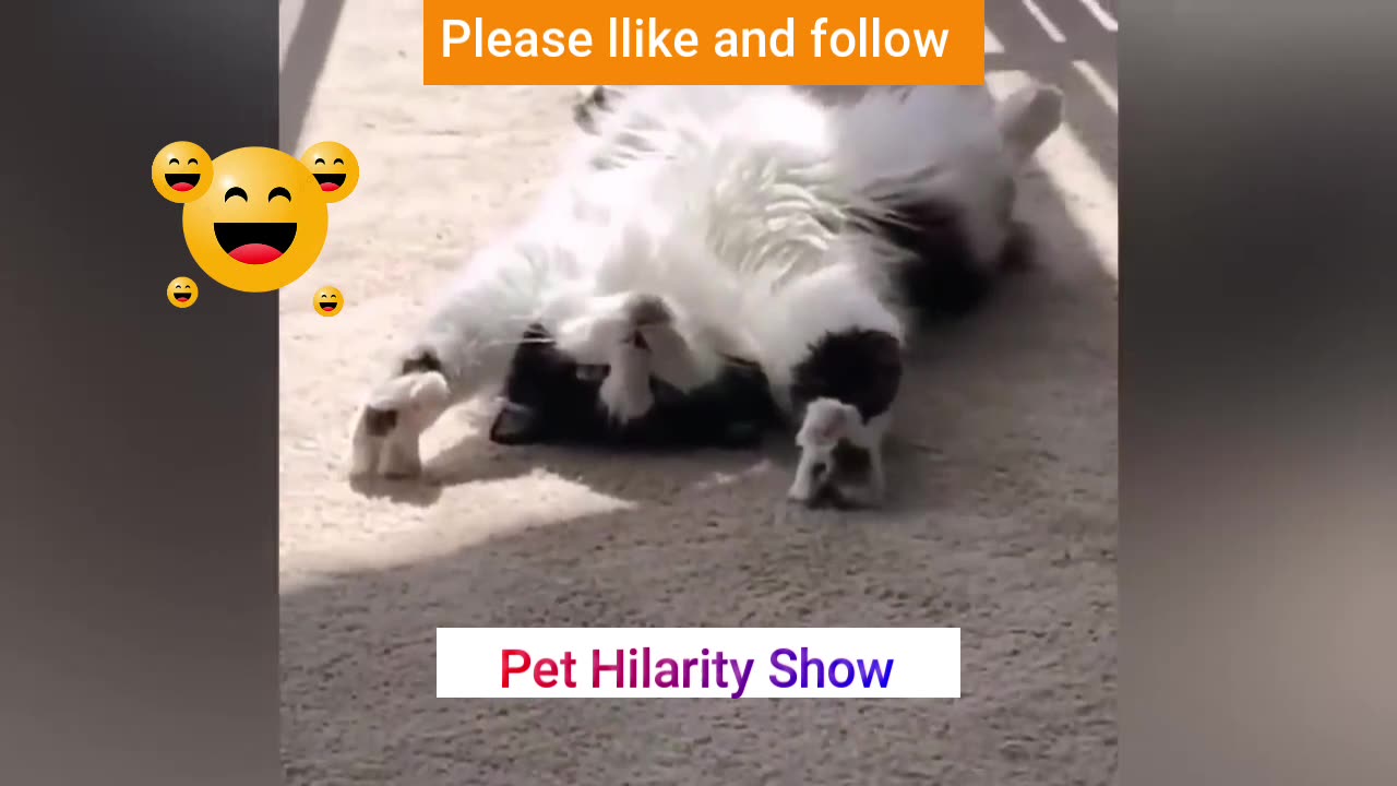 Funniest Animals 2023 😂😂 Best Cats and Dogs Videos 🐶😸Funny video| Funniest cat videos