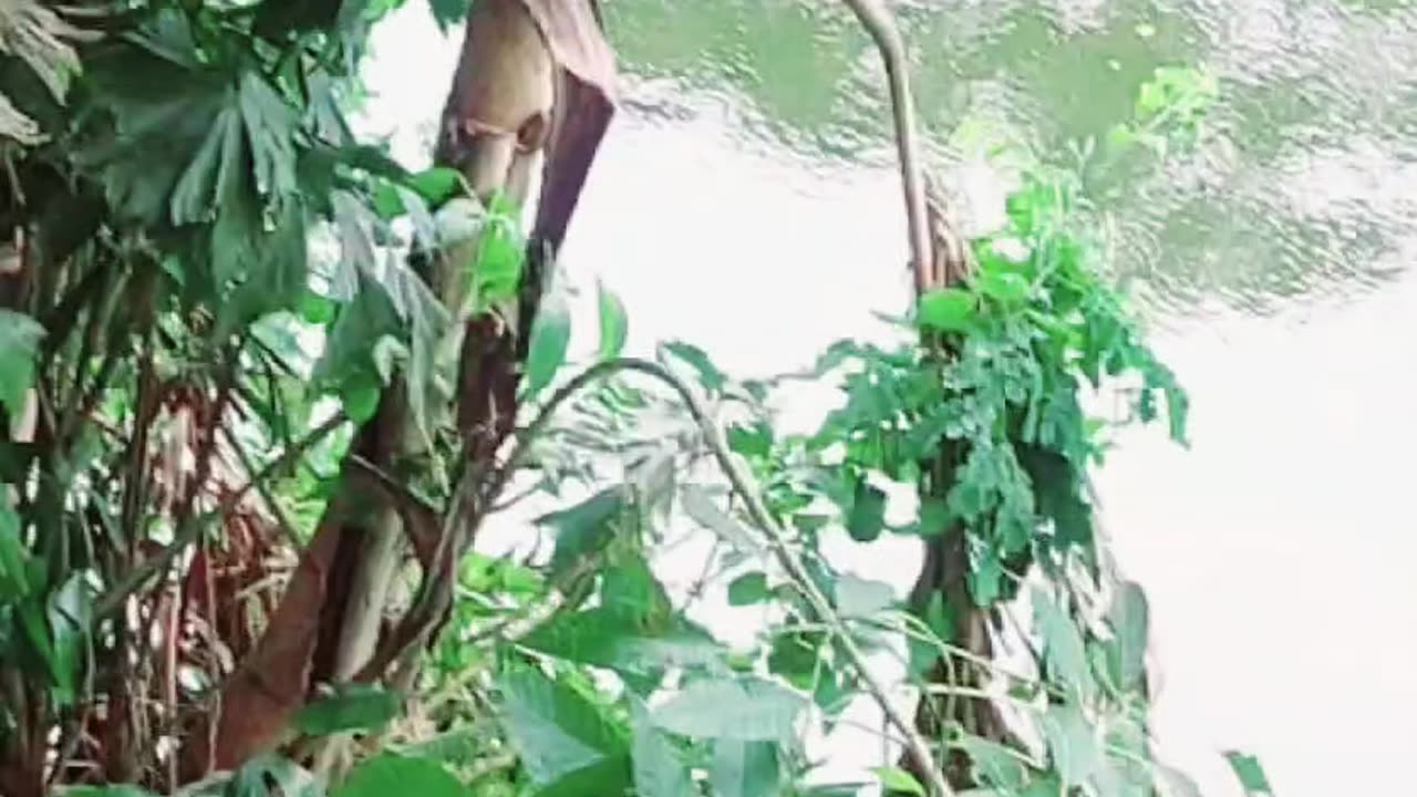 Monitor lizard near canal