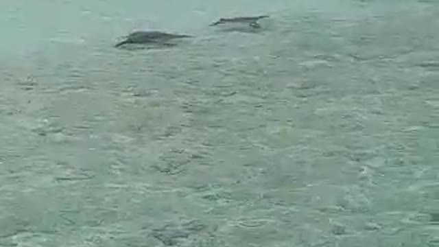 Beautiful sea life | Eagle Rays