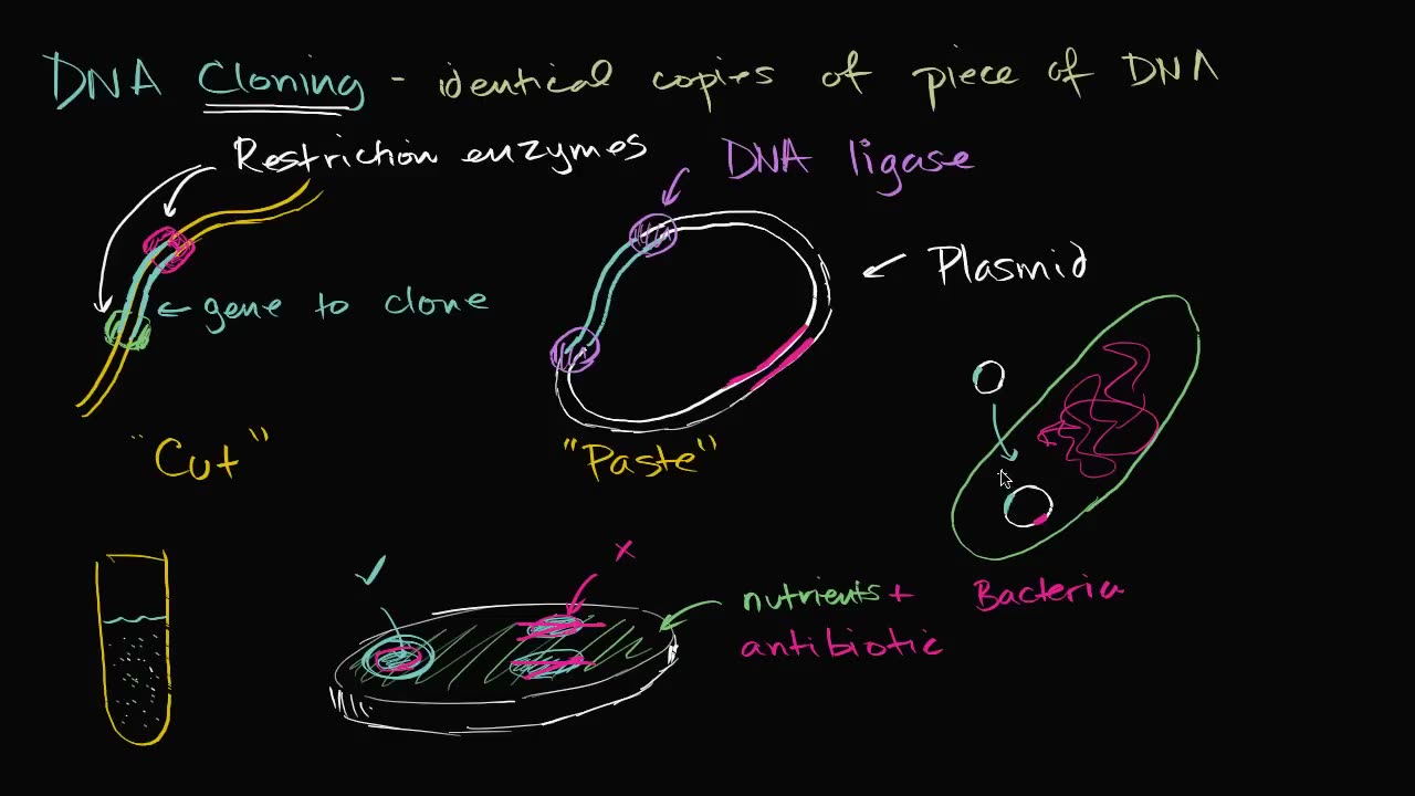 DNA cloning and recombinant DNA (rDNA)