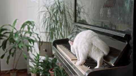 Cute cat on the piano for music