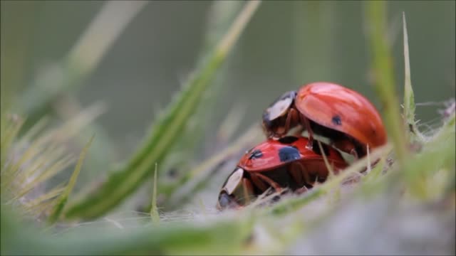 Lady bugs making love