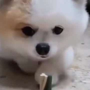 Funny Baby Dogs | Dog Puppies | Cute Dogs
