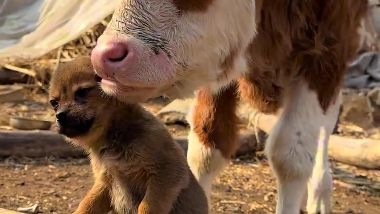 The calf and the puppy are good friends