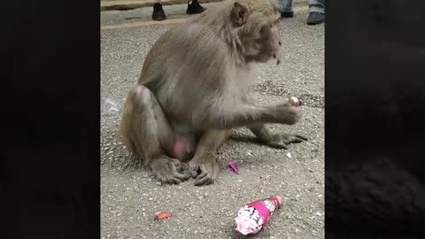 Funny monkey videos 🐒🐒that will make you laugh