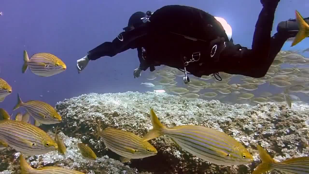 Diving in sea|fish motion in sea|barracuda fish|