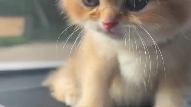 Cute cat New video // funny video 😆😆😆 . Cat