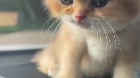 Cute cat New video // funny video 😆😆😆 . Cat