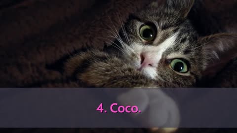 Adorable cat names