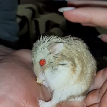 how cute the hamster is eating