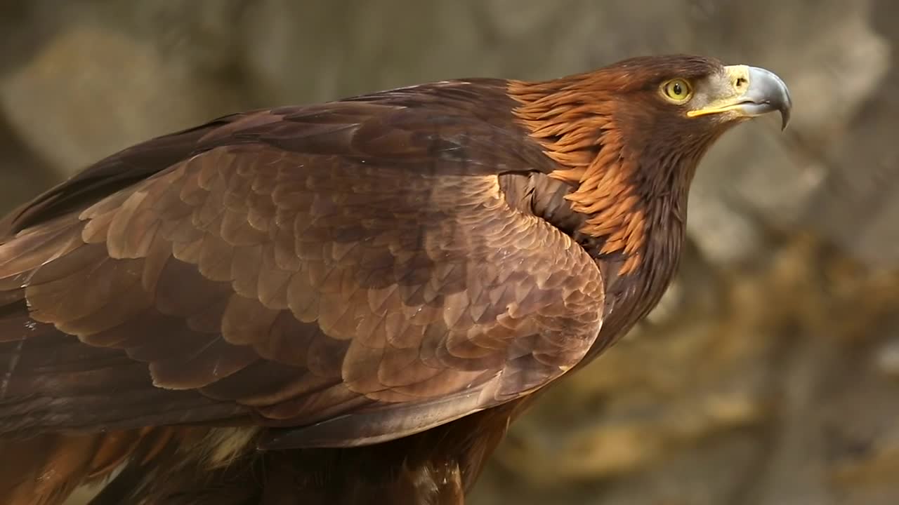 eagle
