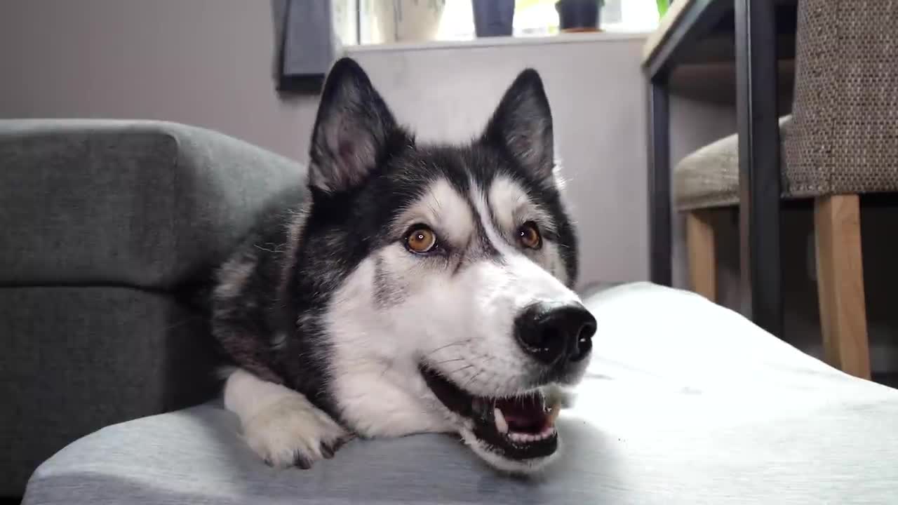 _A Phone App Translates My Husky Speaking! Testing Dog Translators ~