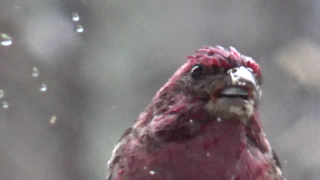 Purple Finch