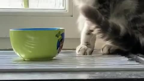 Funny video of cat