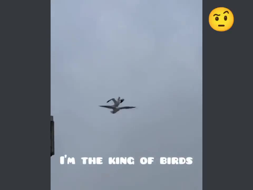 When you think you are the Boss... 😂😂😂👏👏