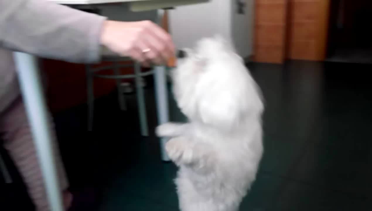 Dog dancing and eating an orange