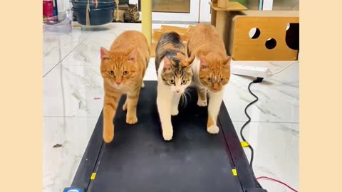 Funny cat video