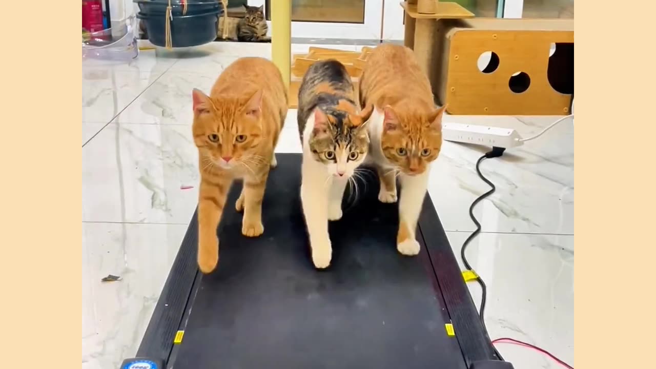 Funny cat video