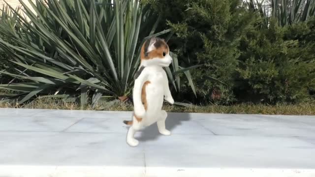 Cat's Funny Dance, Cat's Dancing Video, Cat work Dance || Cat's Video Creator