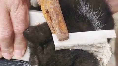 must watch -how to safe cat