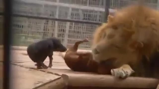 Lion love dog | Funny video | Viral video | Funny meme