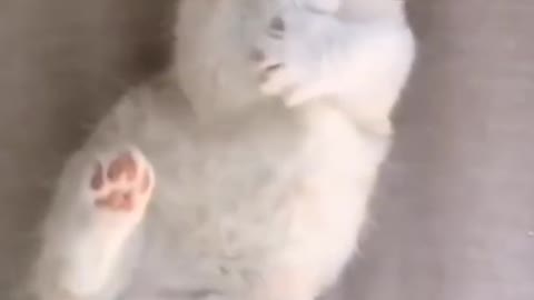 Cute kitten.