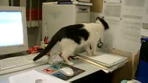 Mischievous cat ≛