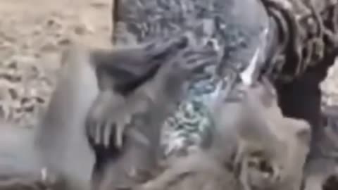 Komodo big Lizard Attack on Monkey 🐒
