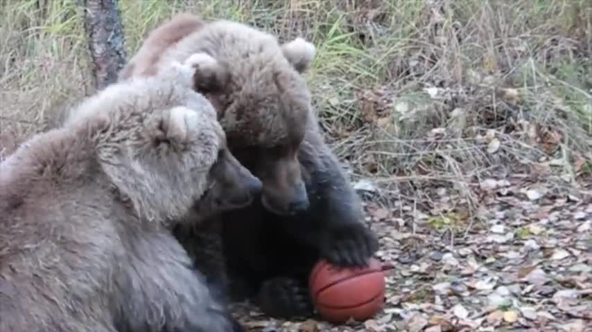 Bear family plays basketball with ball