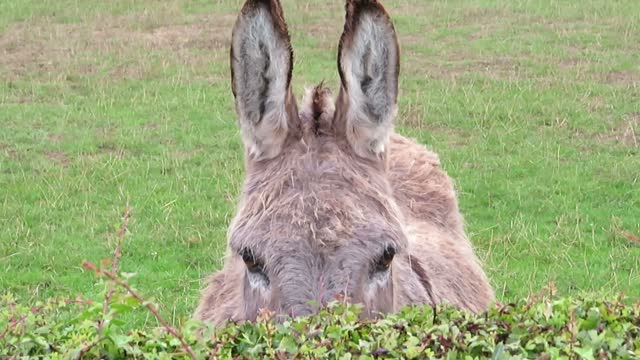 Curious funny donkey spied her through the bushes