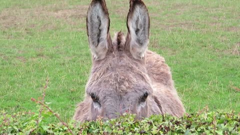 Curious funny donkey spied her through the bushes