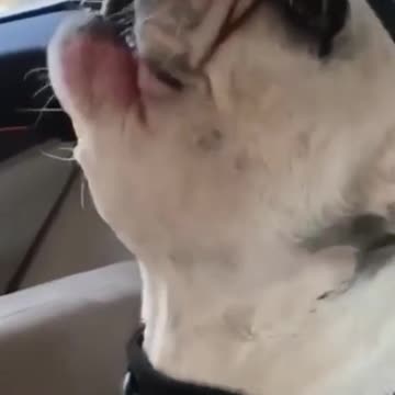 BULLDOG SAYING HURRY UP IN THE TRAFFIC ROAD.mp4