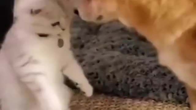 Funny Cats and Dogs Videos