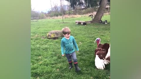 baby and animals funny videos