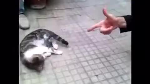 Disparando el gato