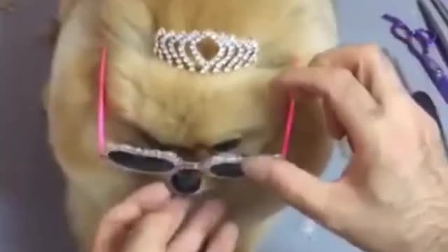 Cute and Funny Dog Compilation