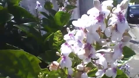 Bonitas flores brancas na calçada, no meio tem uma coloração roxa [Nature & Animals]